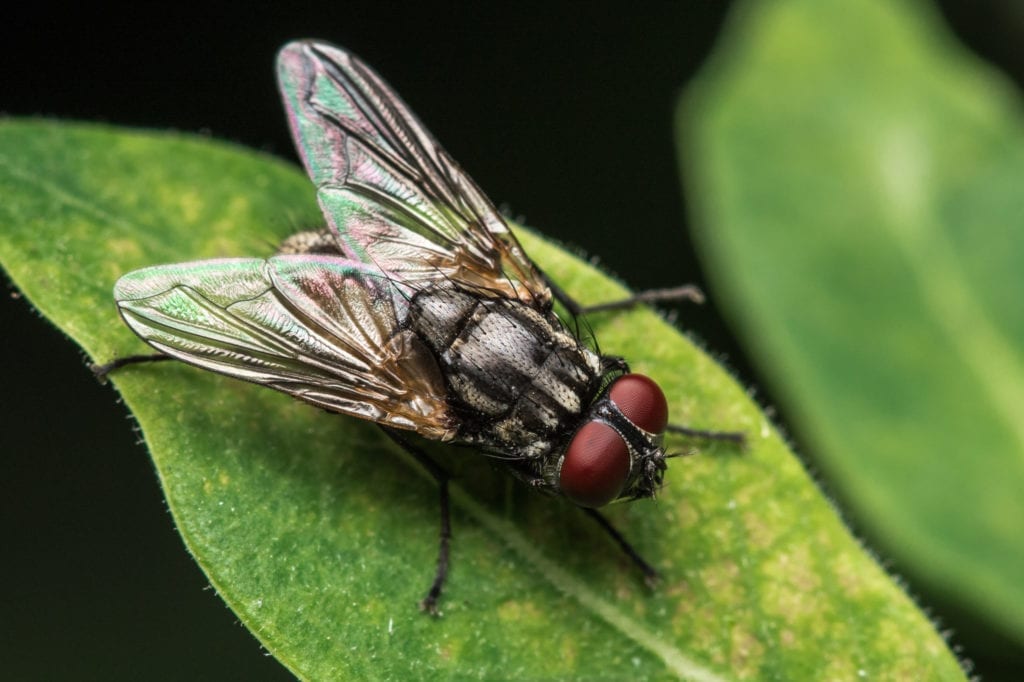 How to Get Rid of Flies Quickly and Effectively