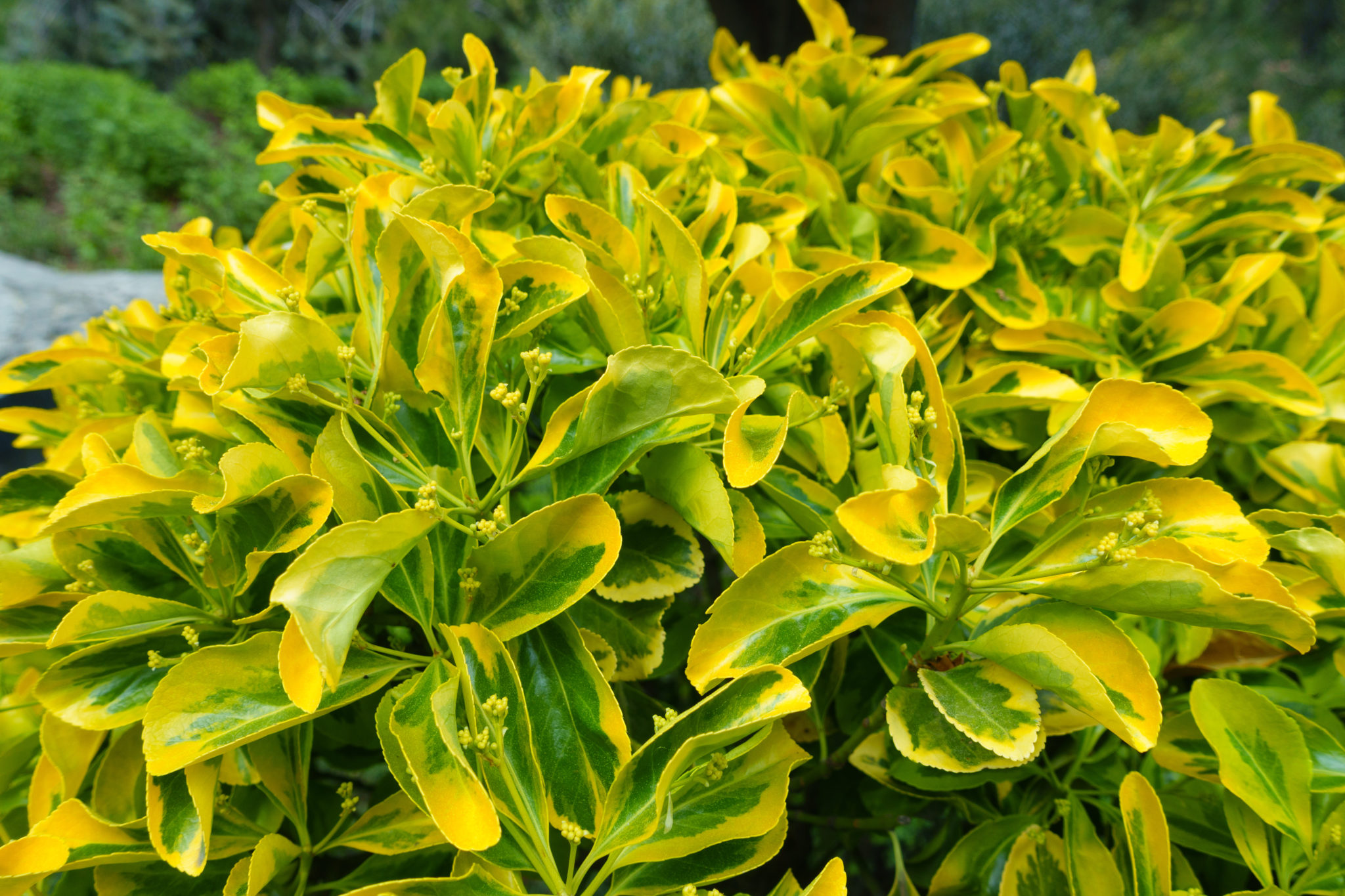 The 13 Best Backyard Plants to Grow for Privacy MYMOVE