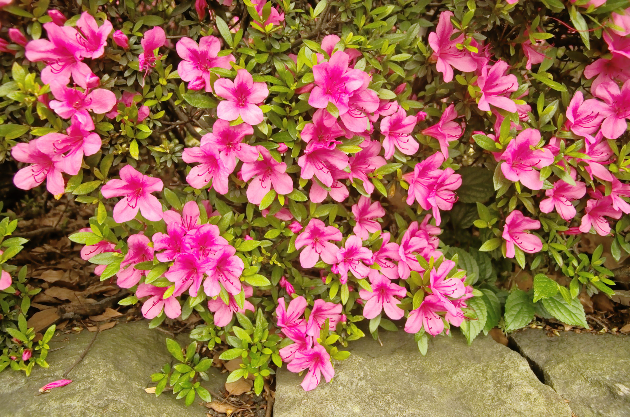 The 13 Best Backyard Plants to Grow for Privacy MYMOVE