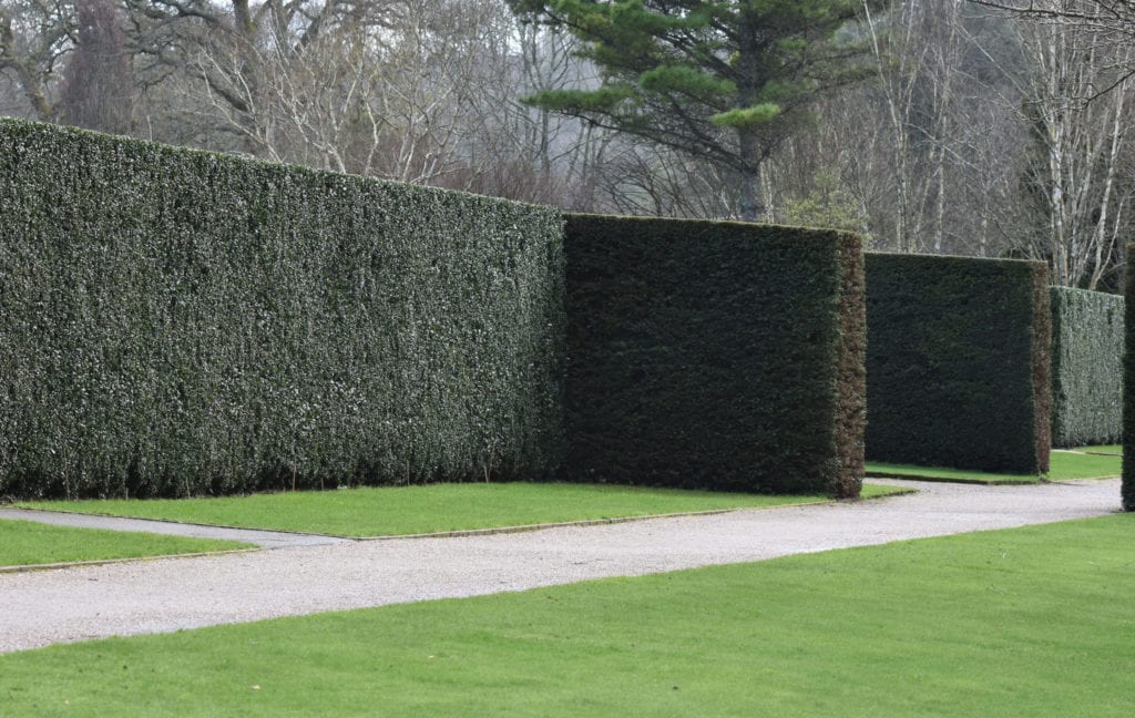 North Privet