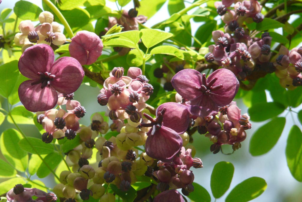 chocolate vines