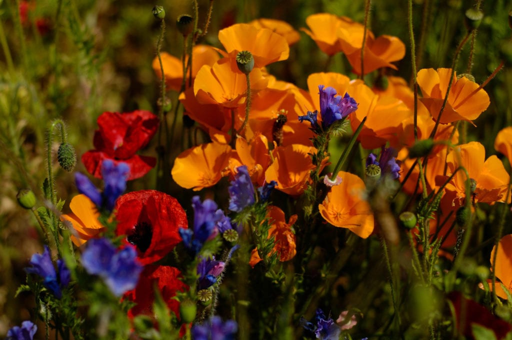 wildflowers 