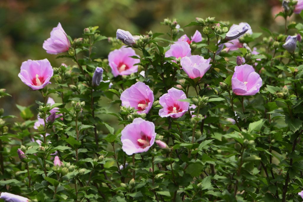 Rose of Sharon 