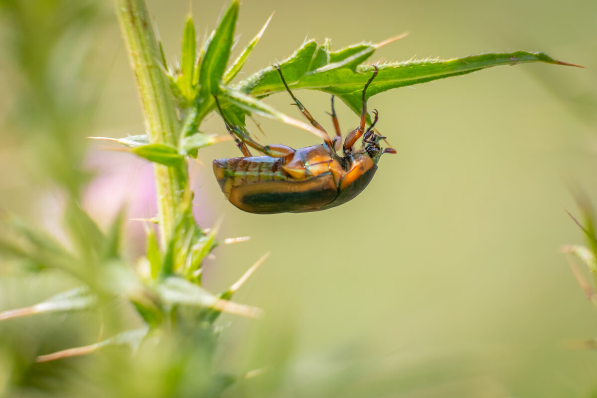 How to Get Rid of Junebugs