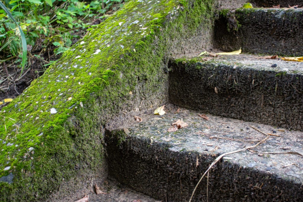 moss in backyard