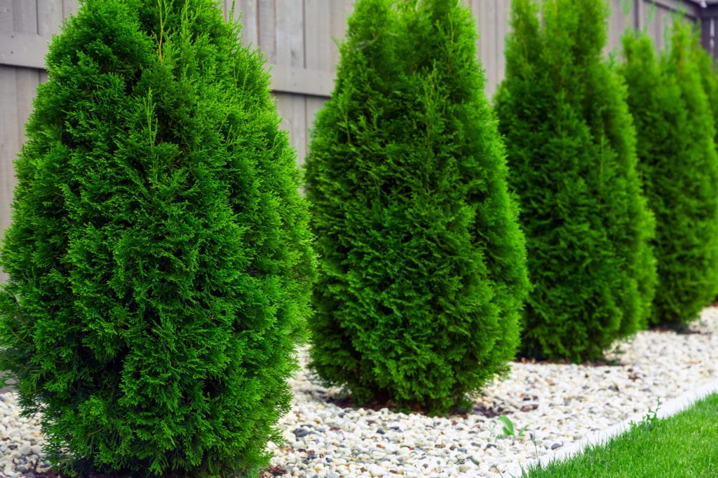 arborvitae