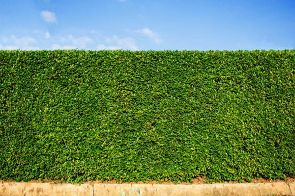 The 13 Best Backyard Plants to Grow for Privacy | MYMOVE