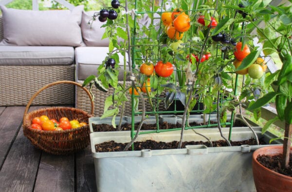 Apartment balcony planter with tomatoes