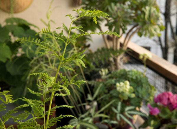 Large plants on a balcony