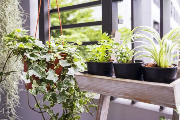 Plants on an apartment balcony