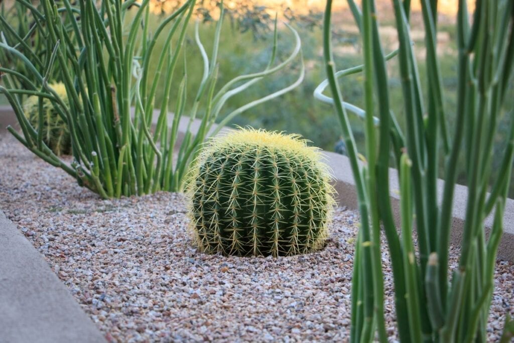 Cactus landscape design ideas