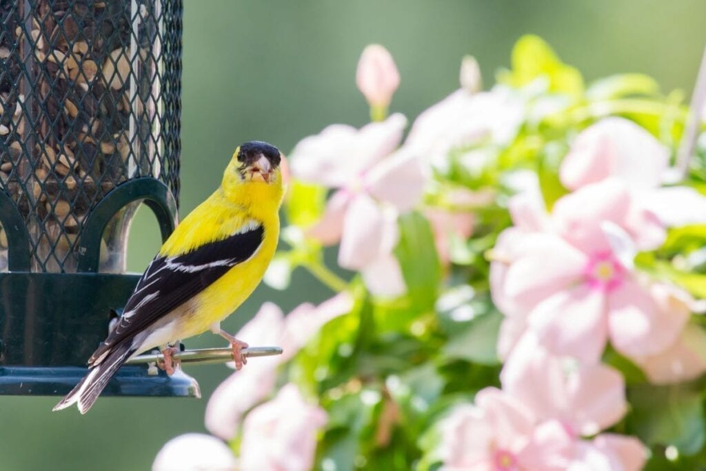 Using bird feeder to attract wildlife to backyard landscaping