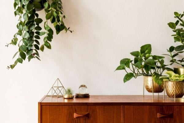 Indoor plants add a fresh touch to this home decor