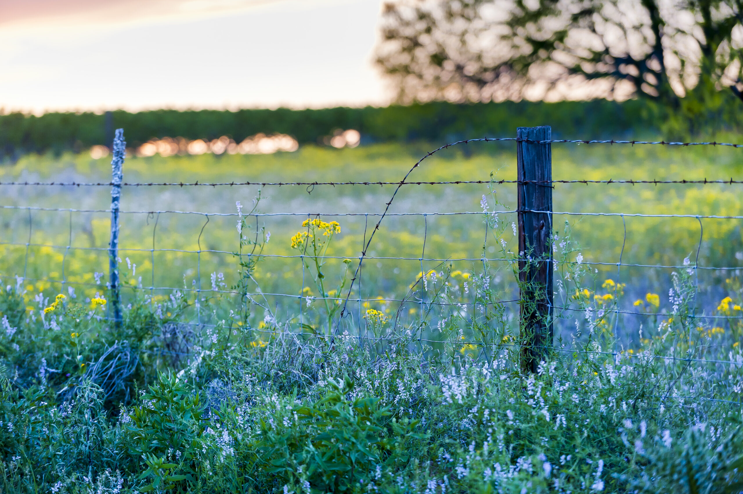 A barbed wire fence in the middle of Texas wildflowers at sunset.