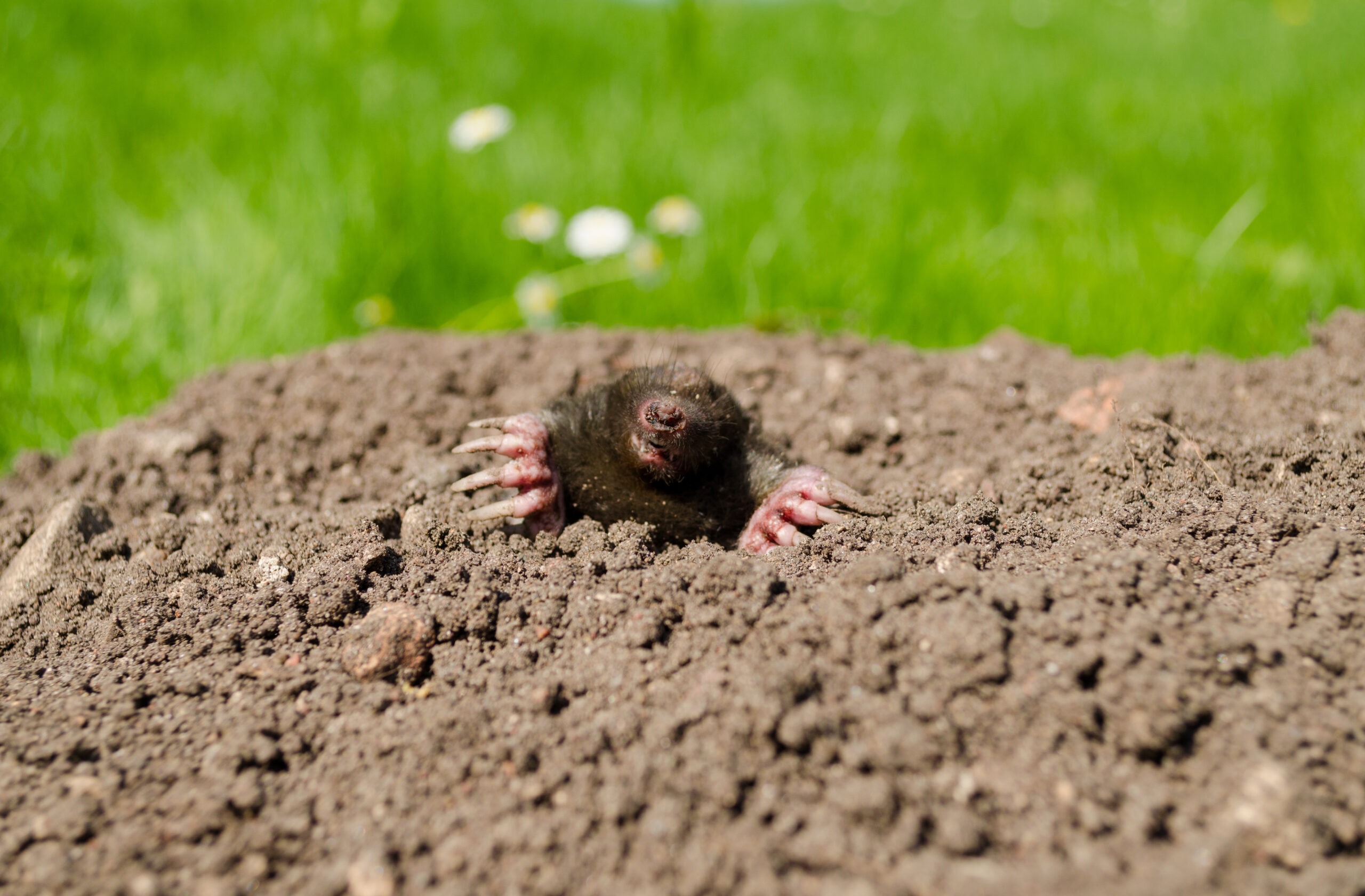 mole snout and claws sticking out of the molehill