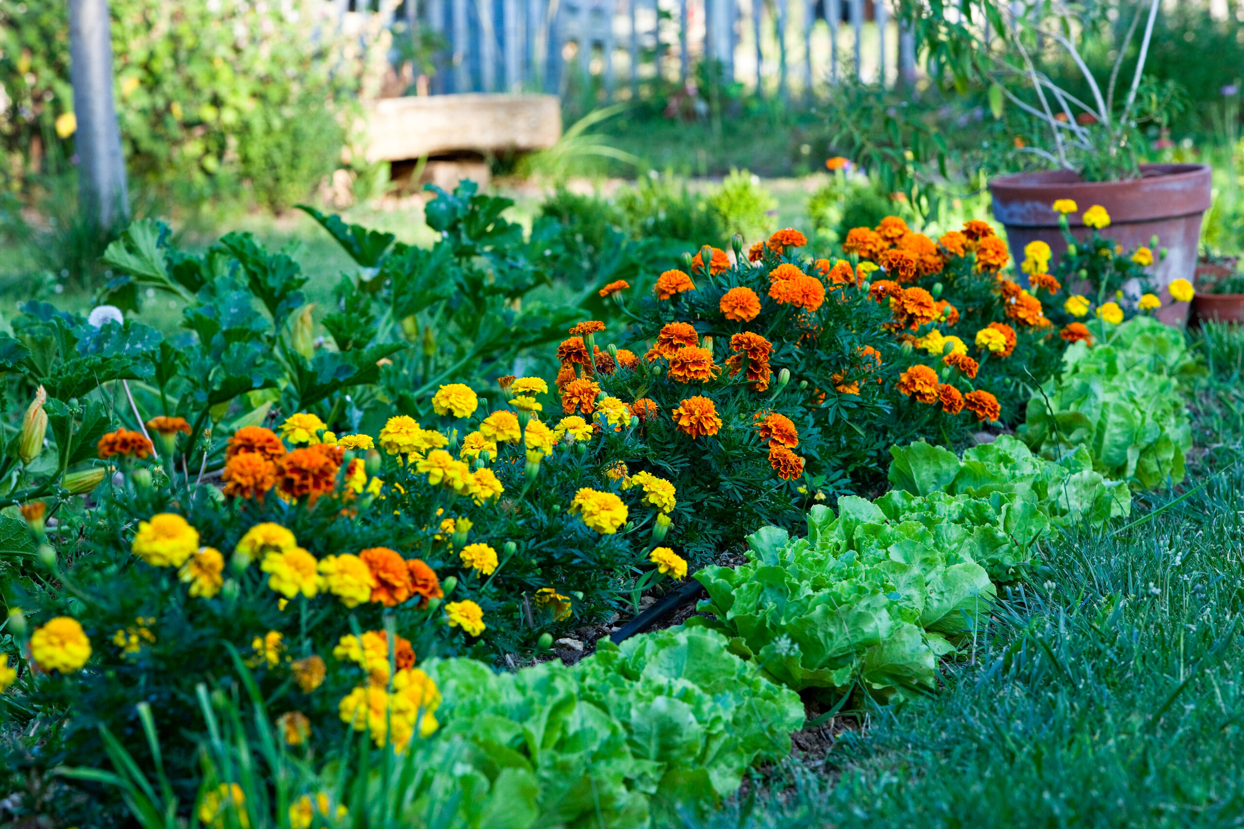 Salad and marigold rows in a garden