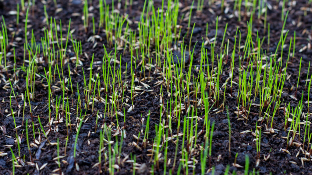 Growing grass