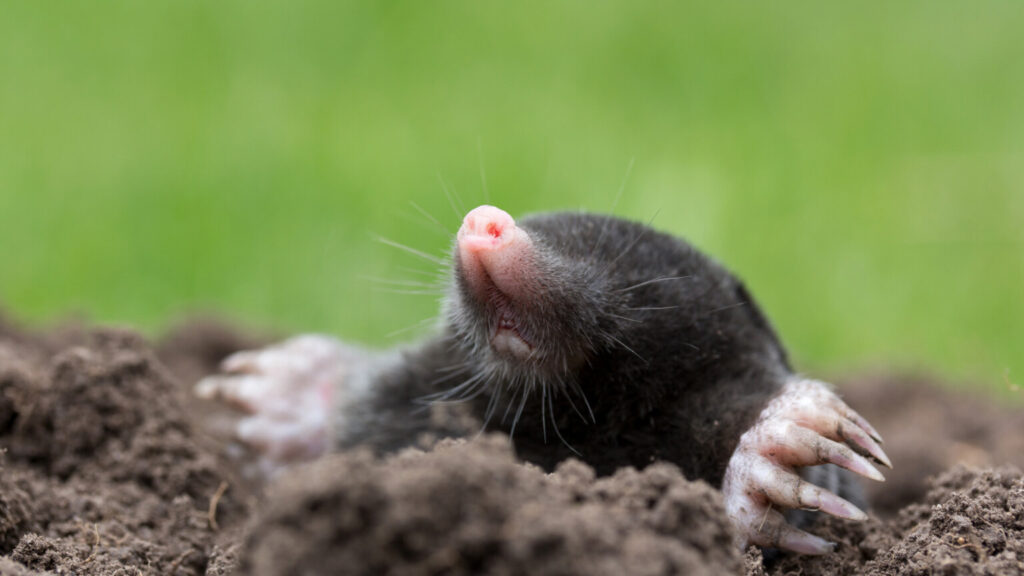 curious mole