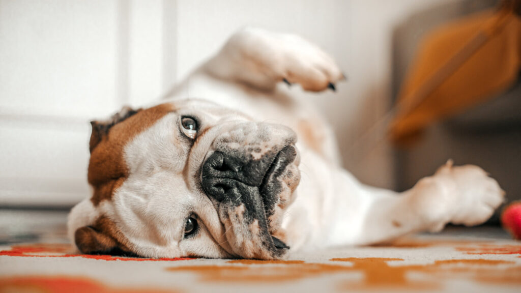 sleeping dog on carpet