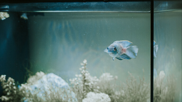 Cichlid fish in a tank