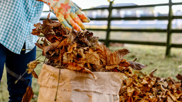 Woman collecting fallen autumn leaves in the yard