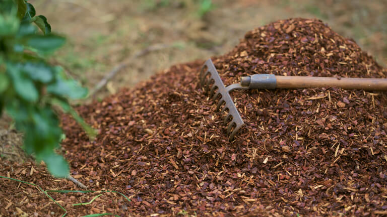 Back yard soil