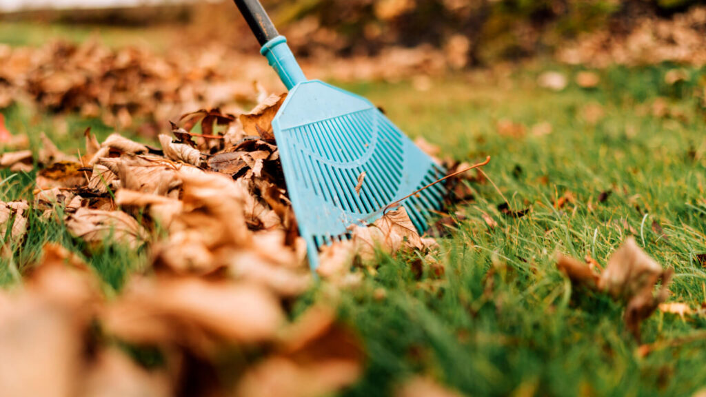 Raking leaves in the garden