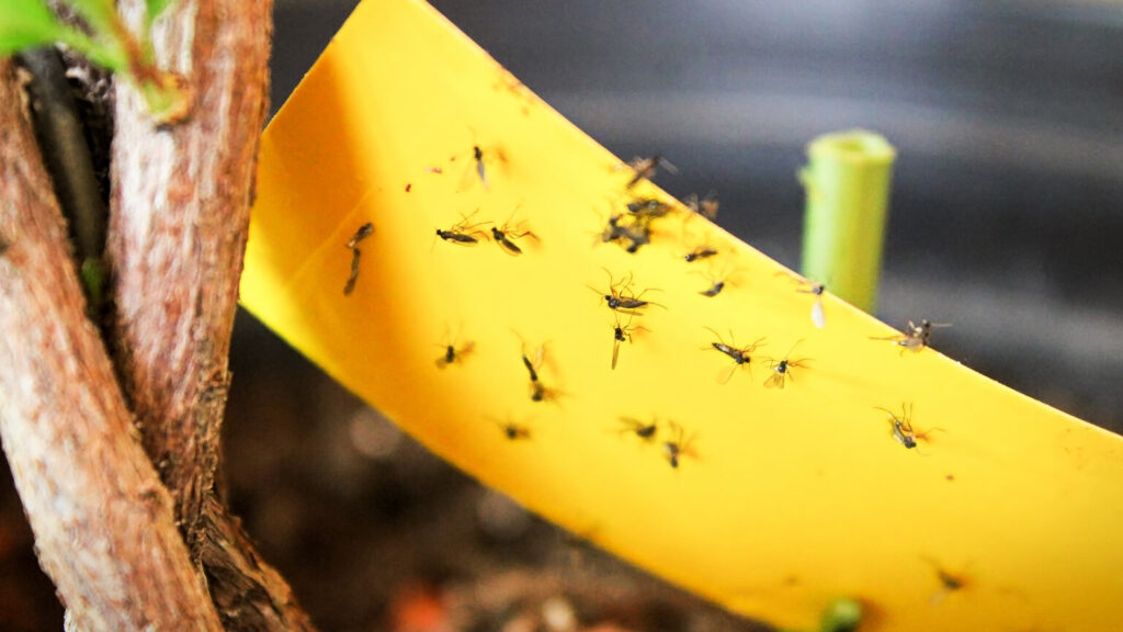 Closeup of fungus gnats being stuck to yellow sticky tape