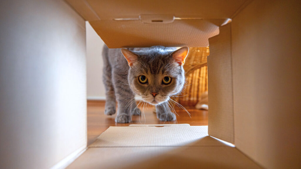 Curious cat is looking at what's inside the cardboard box