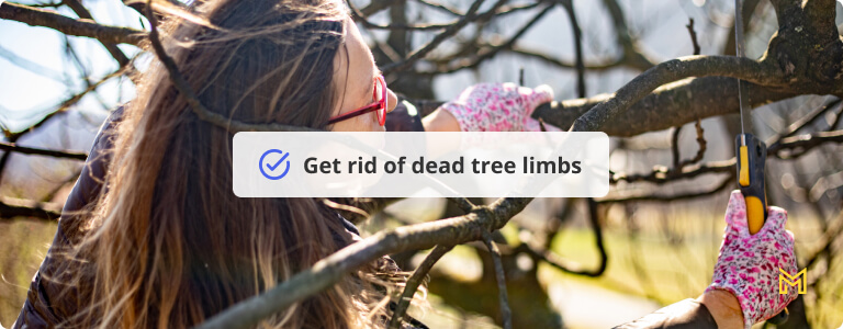 Adult Woman Pruning Fig Tree