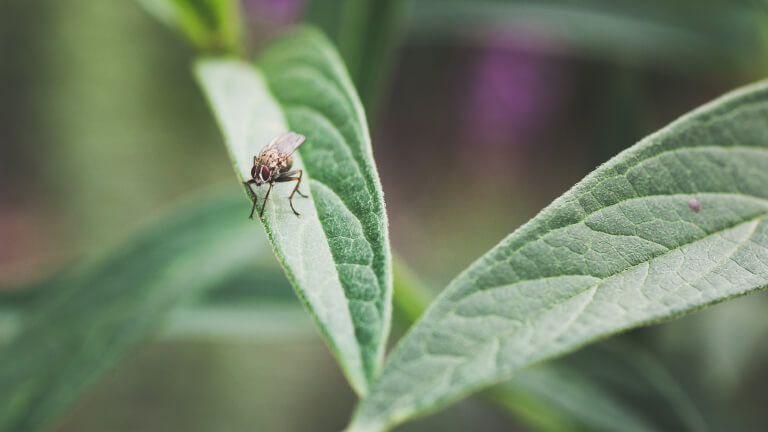 Fly on Garden Plant