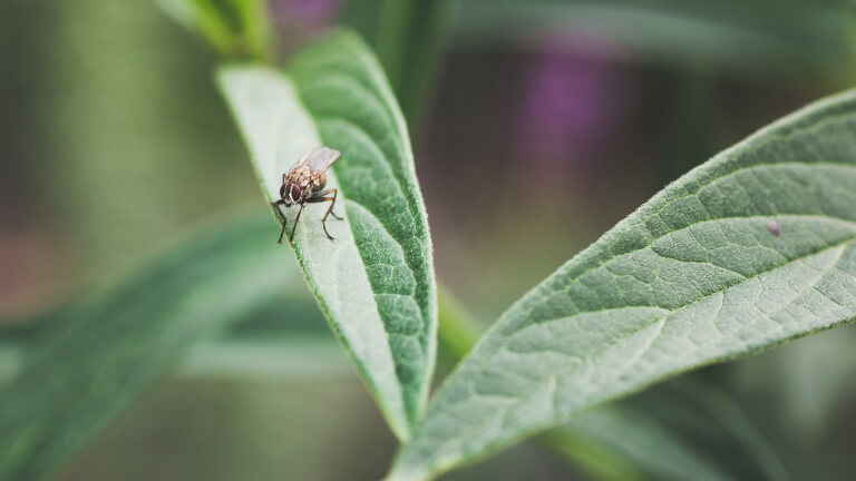 How to Get Rid of Flies Inside and Outside of Your House