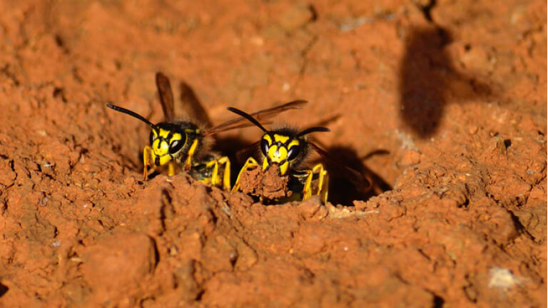 Wasps emerging from its underground nest with piece of rocks